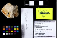 Foto (Objekt + Etiketten) von Galatheites sp. 